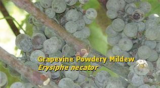 Grape Powdery Mildew