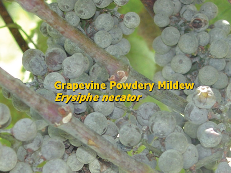 Grape powdery mildew