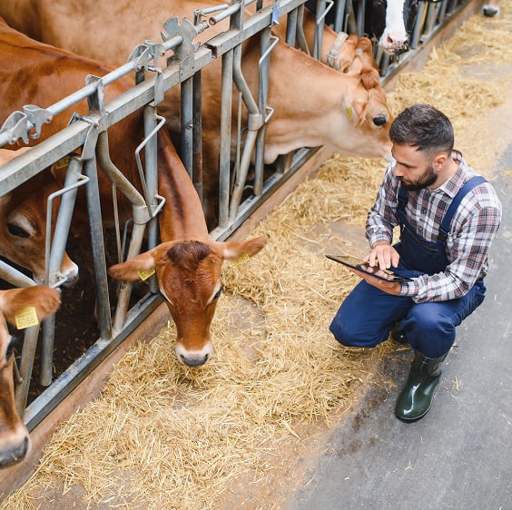 Animal Production and Livestock